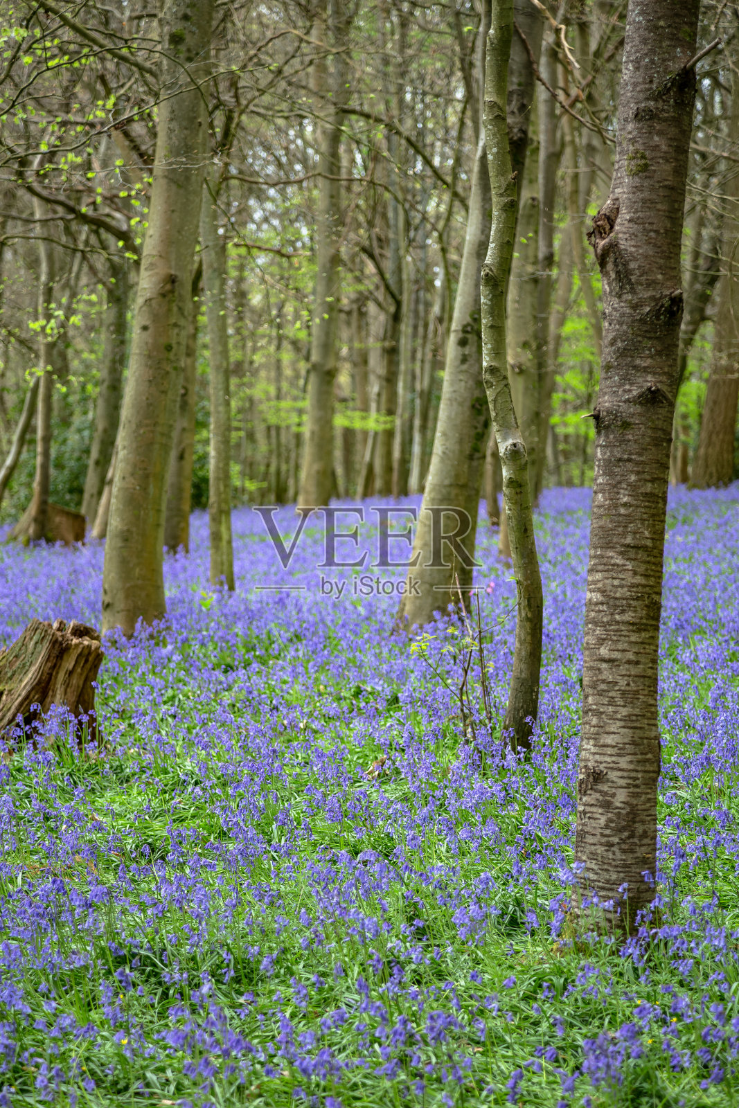 春天的风信子森林,英格兰萨里照片摄影图片