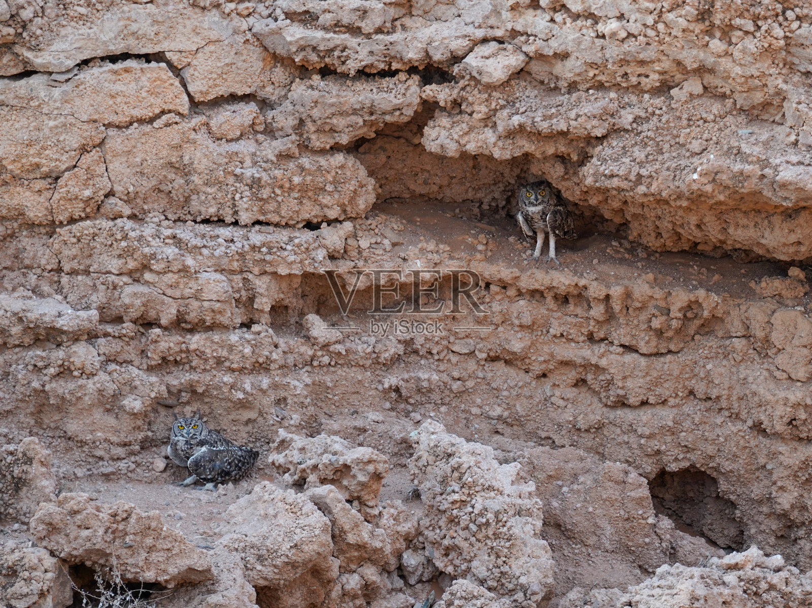 两只猫头鹰在纳米比亚塞塞利姆沙漠的岩石上照片摄影图片