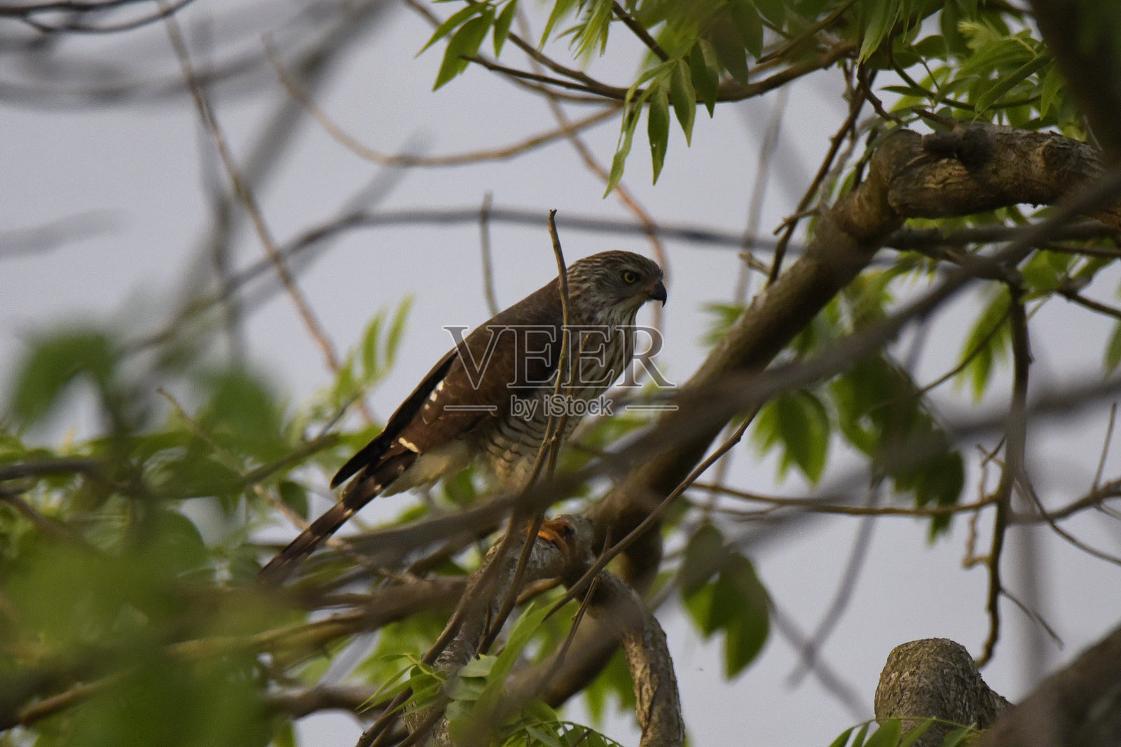Gabar苍鹰照片摄影图片