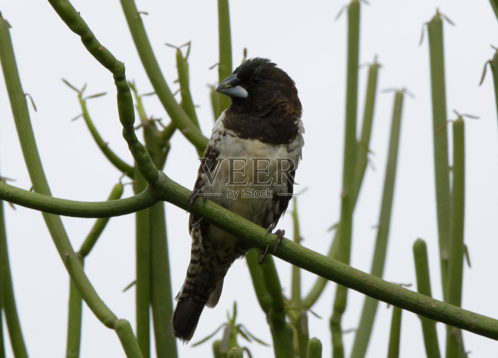 青铜矮人照片摄影图片