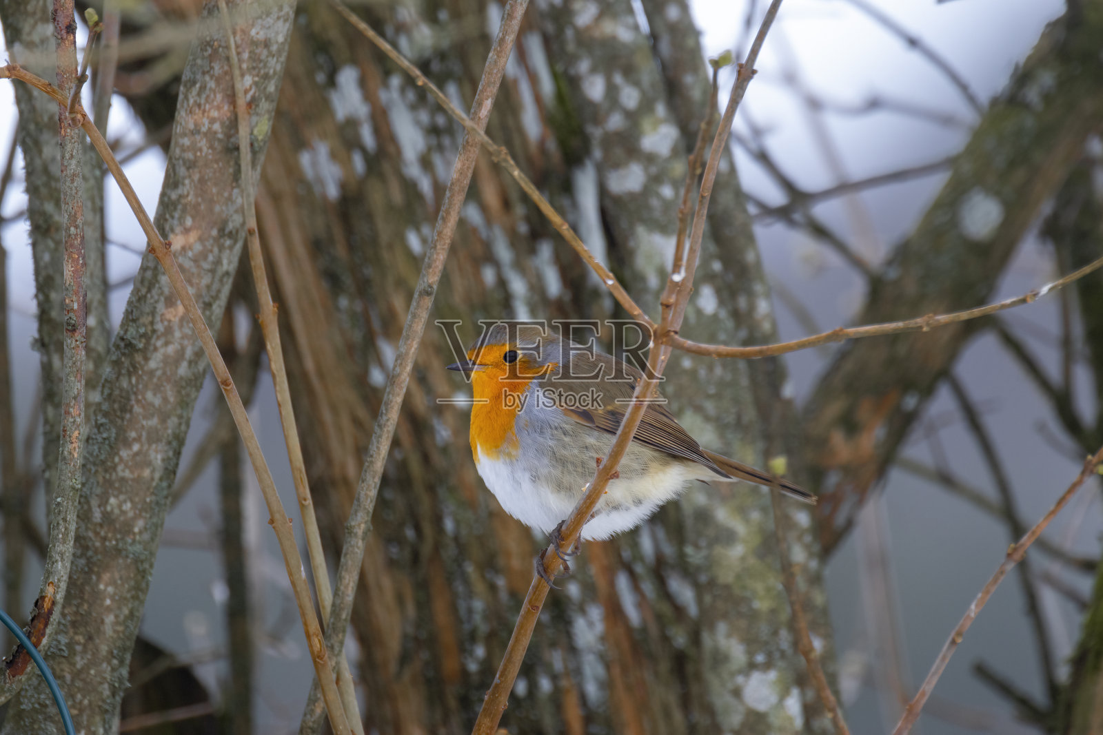 欧洲罗宾·温特照片摄影图片