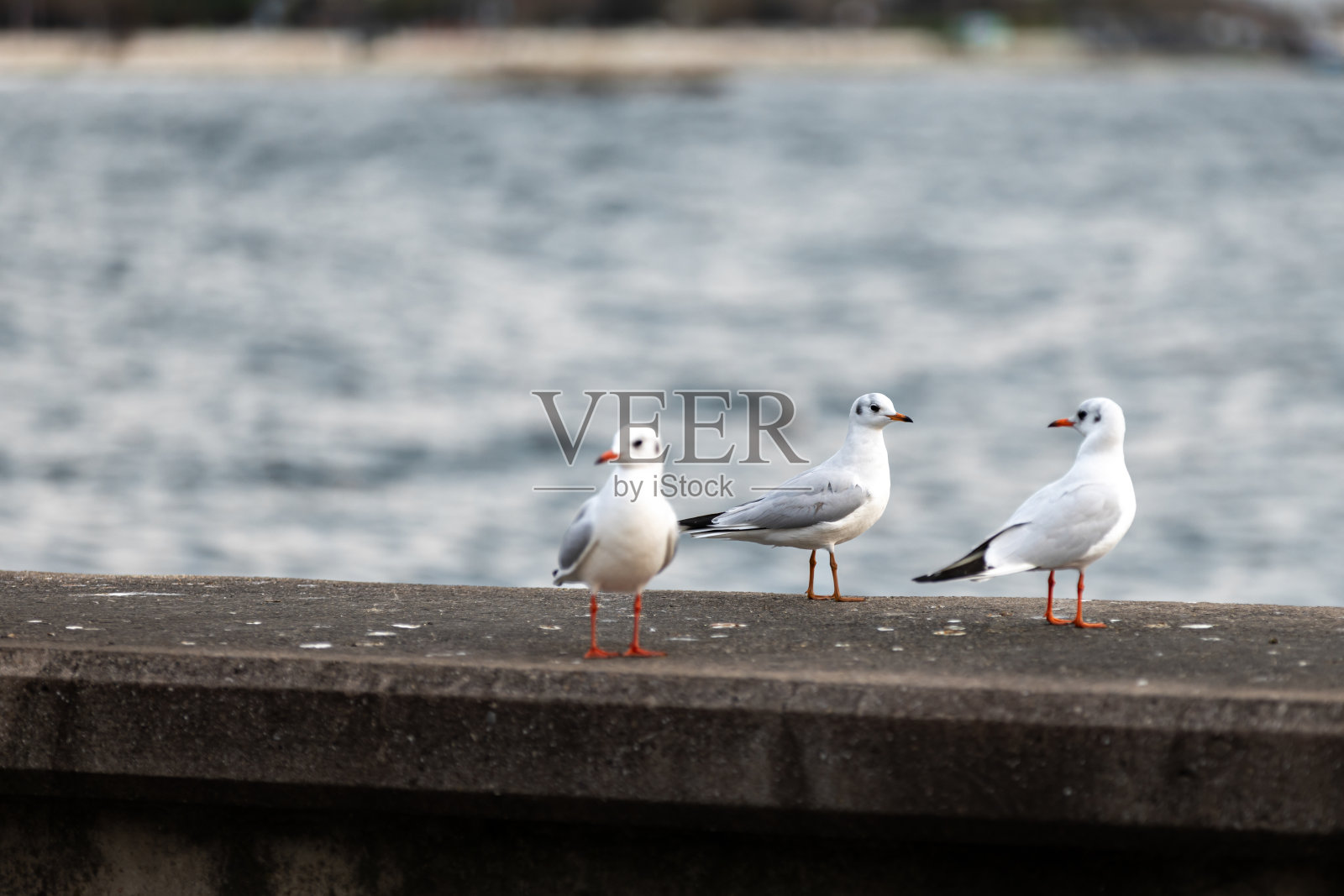 海鸥站在海边。照片摄影图片