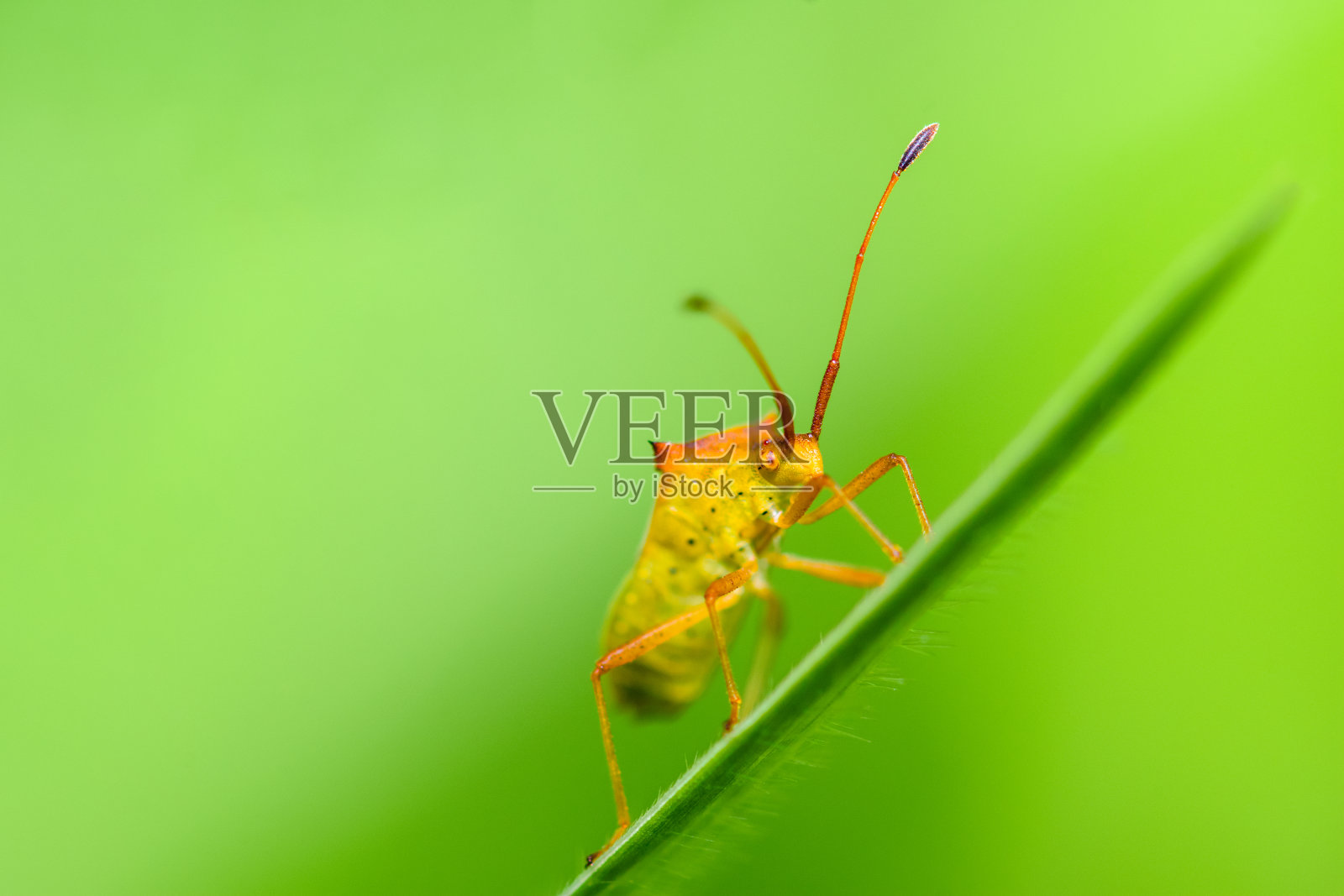 绿色背景上,一只橙黄色的甲虫紧紧抓住一株草的顶端。照片摄影图片