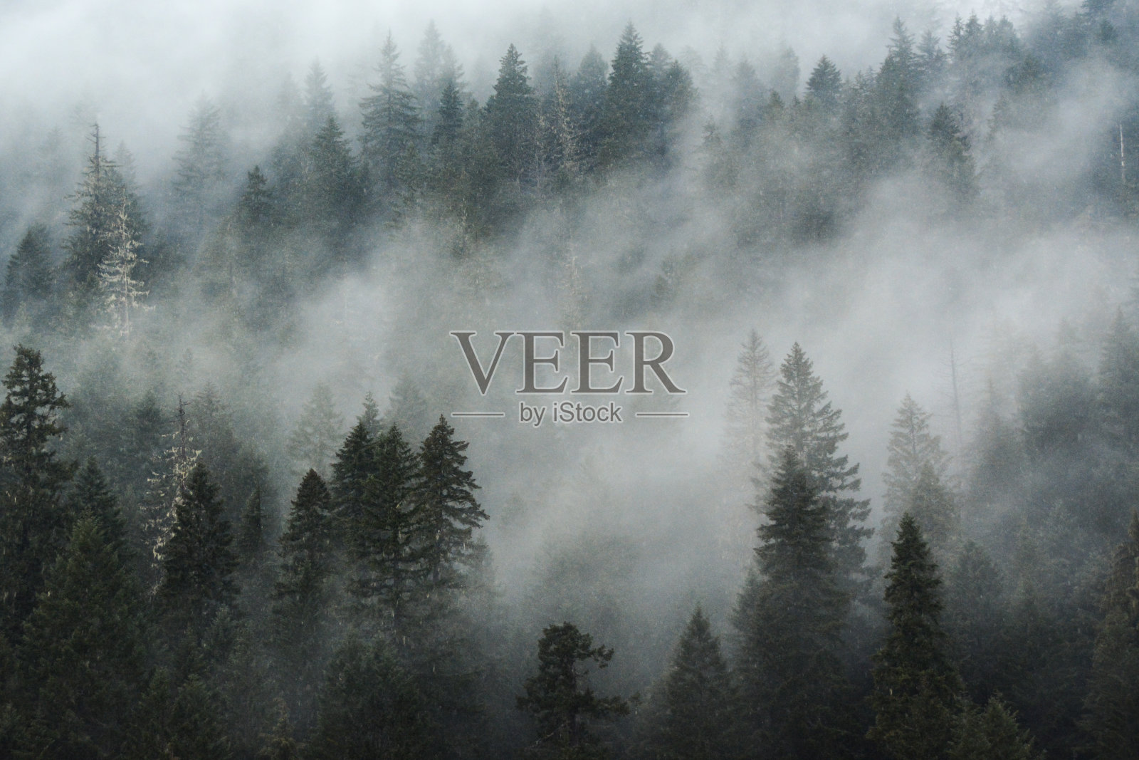 威拉米特国家森林里的雾照片摄影图片