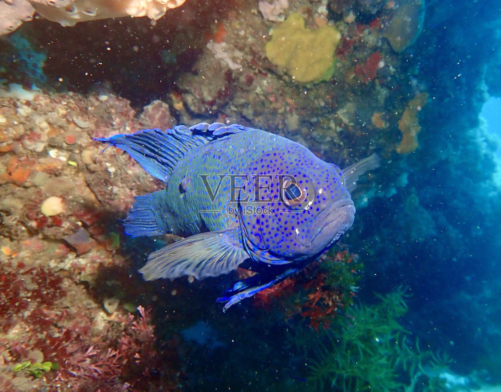 南蓝魔鱼照片摄影图片