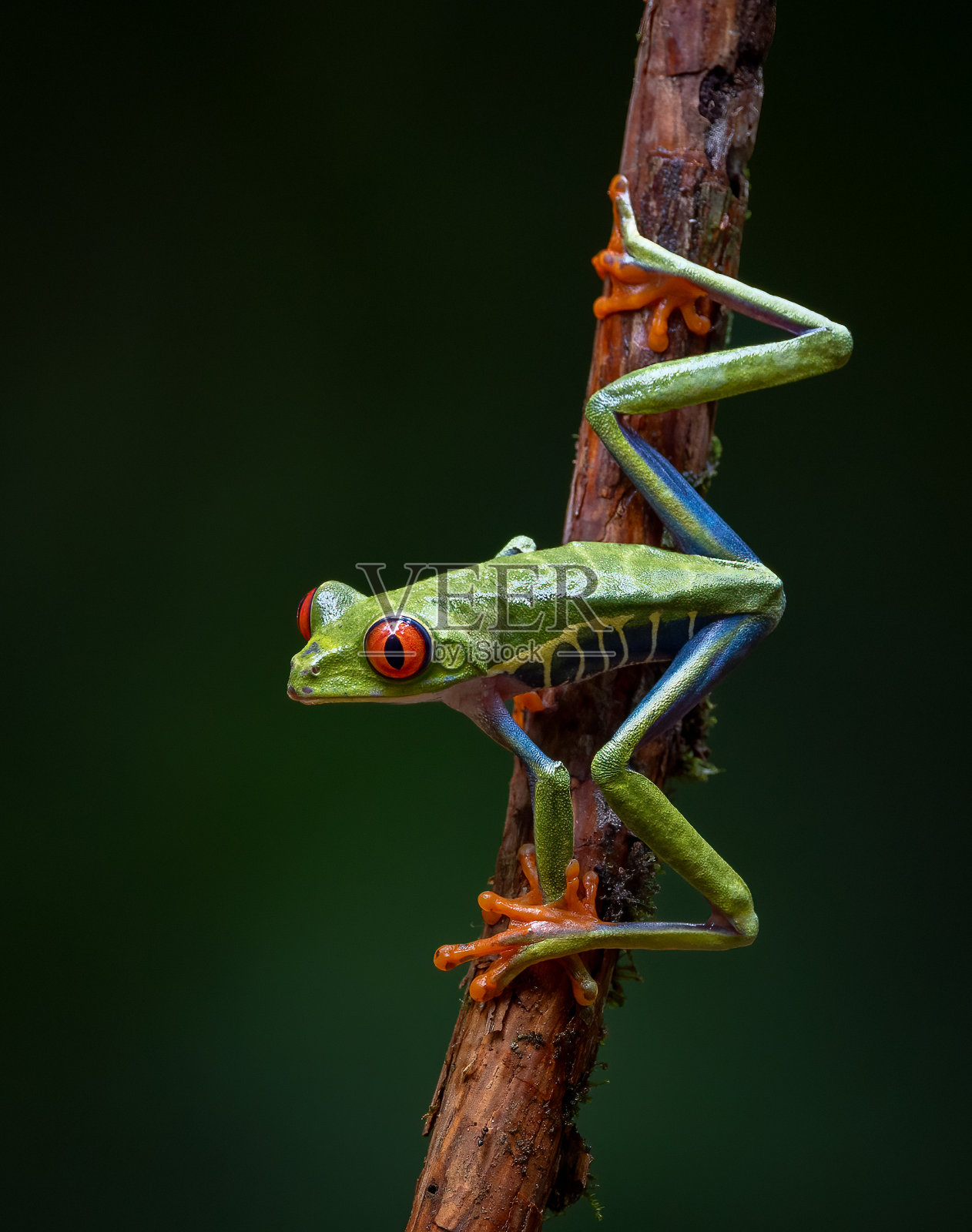 哥斯达黎加的红眼树蛙照片摄影图片