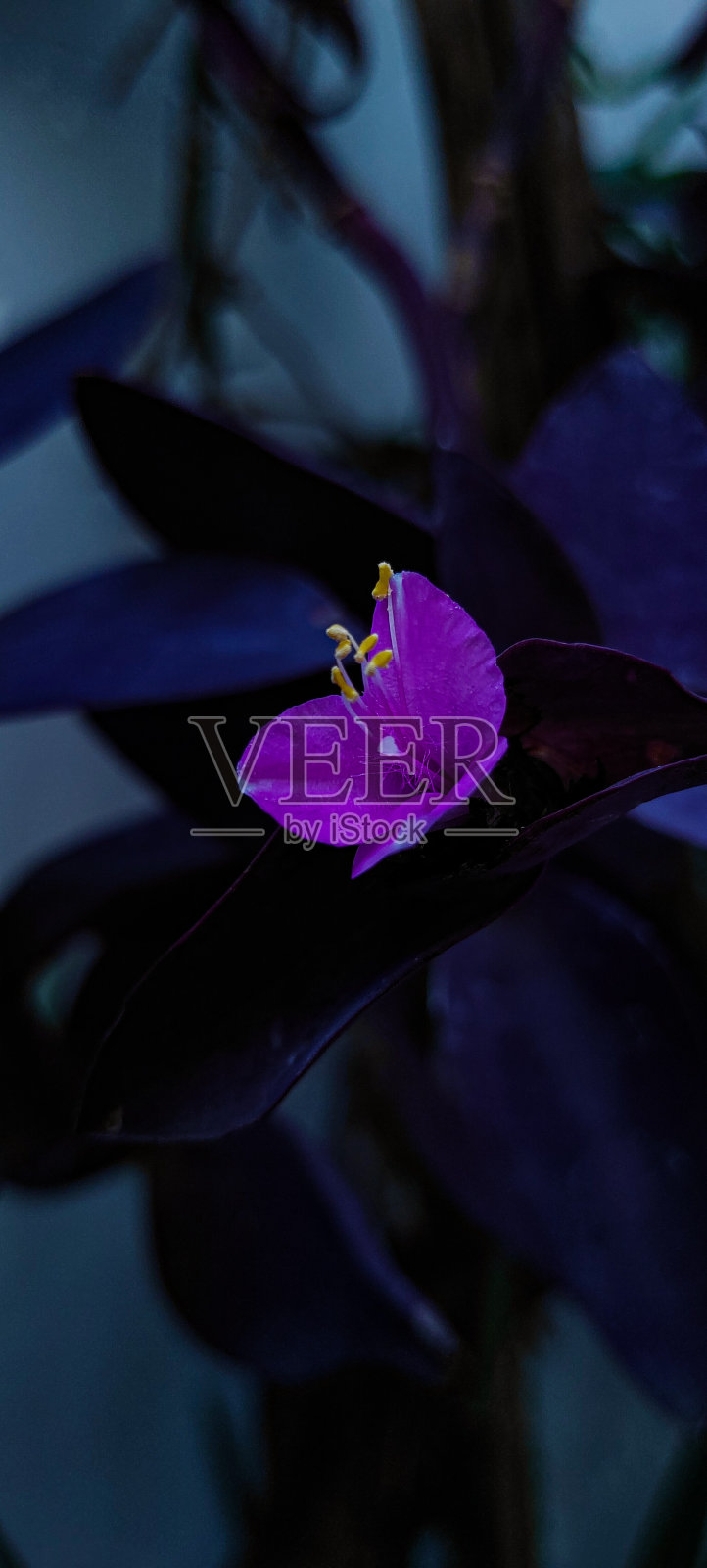 它在沉默中绽放出美丽照片摄影图片