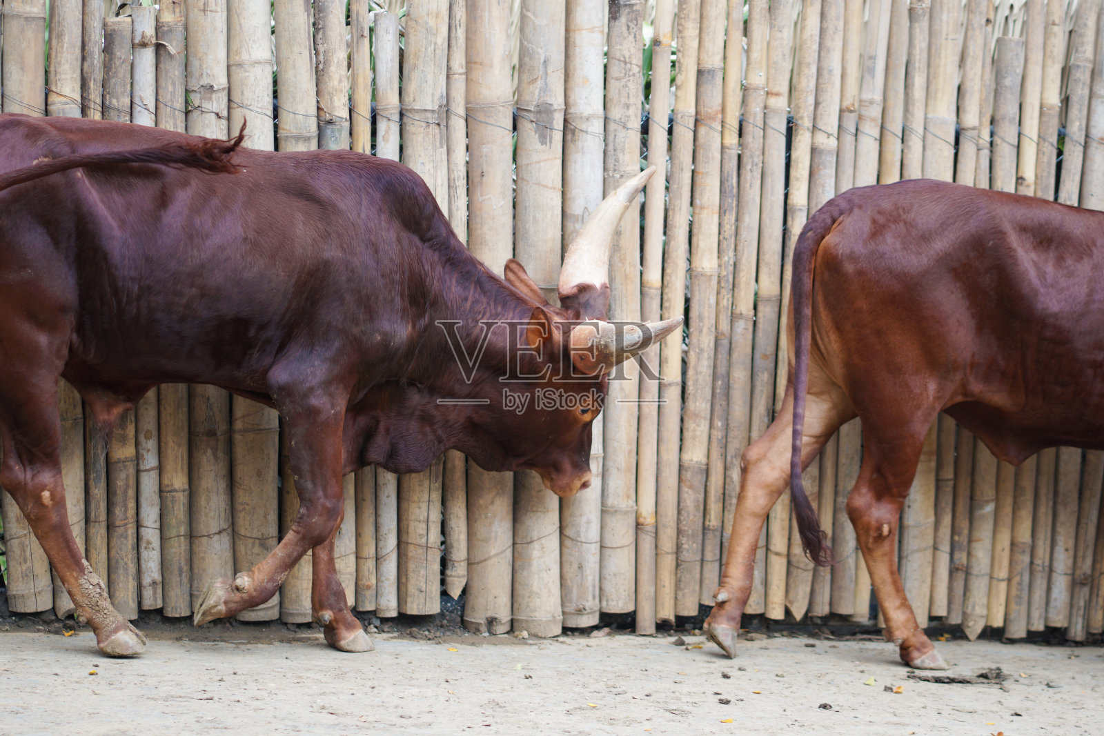 Ankole-Watusi是一种现代美国家养牛。它起源于东非和中非的Sanga牛品种Ankole组。它的特点是有非常大的角。照片摄影图片