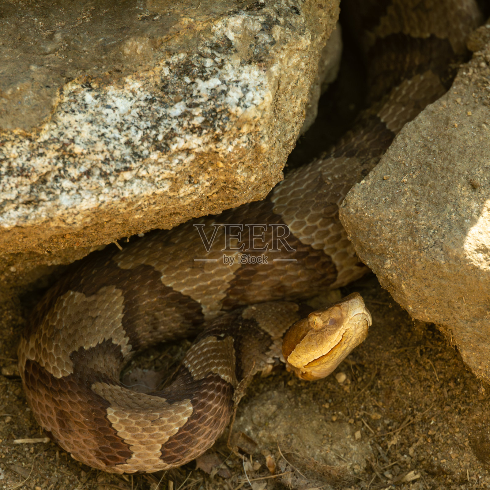 暴躁的铜头鼠藏在岩石堆里照片摄影图片