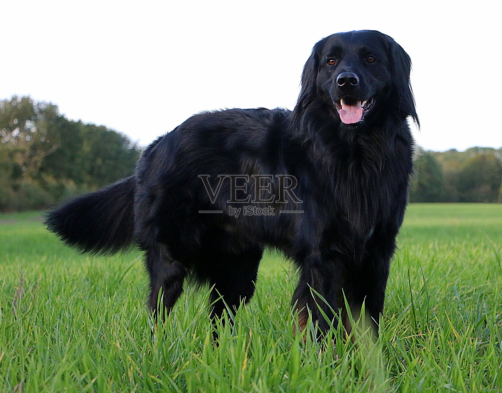 绿色的草地上矗立着一个很大的黑色霍格沃茨魔法学校照片摄影图片