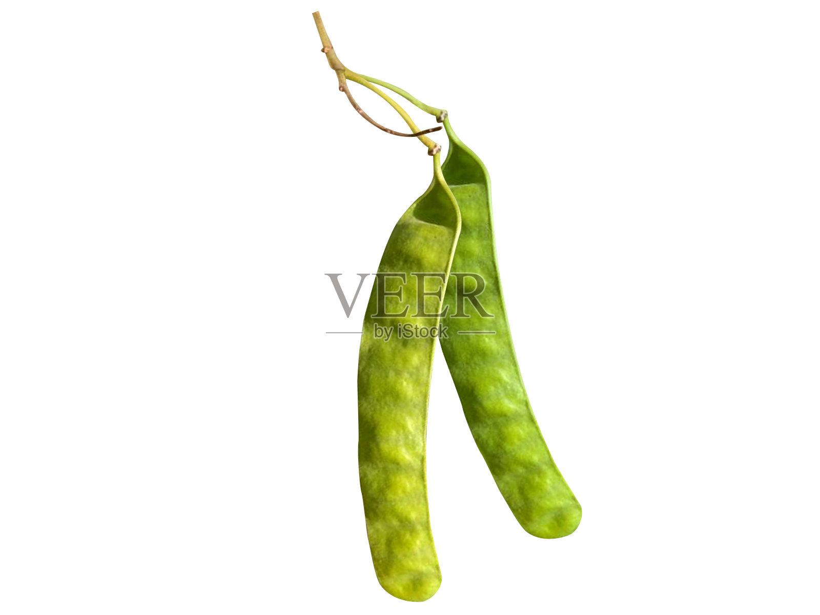 木耳番泻,成熟茶树或阿瓦兰照片摄影图片