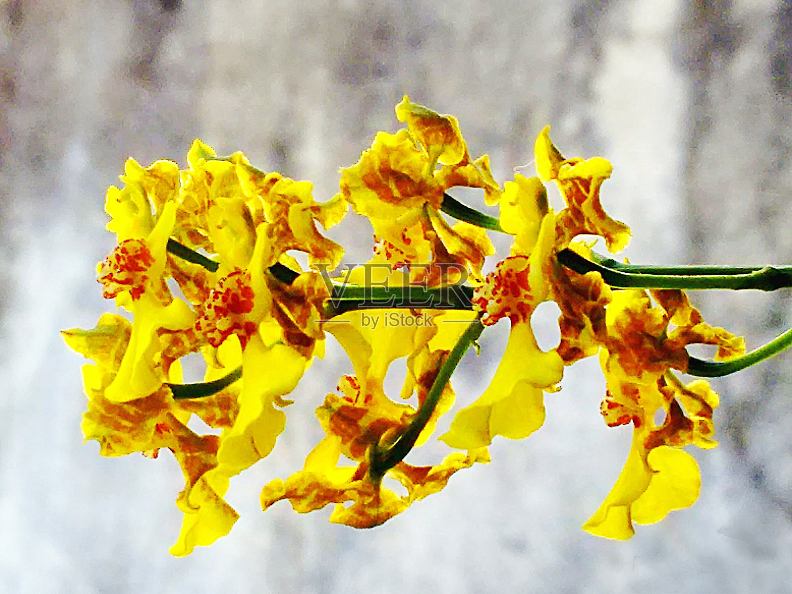 黄兰花照片摄影图片