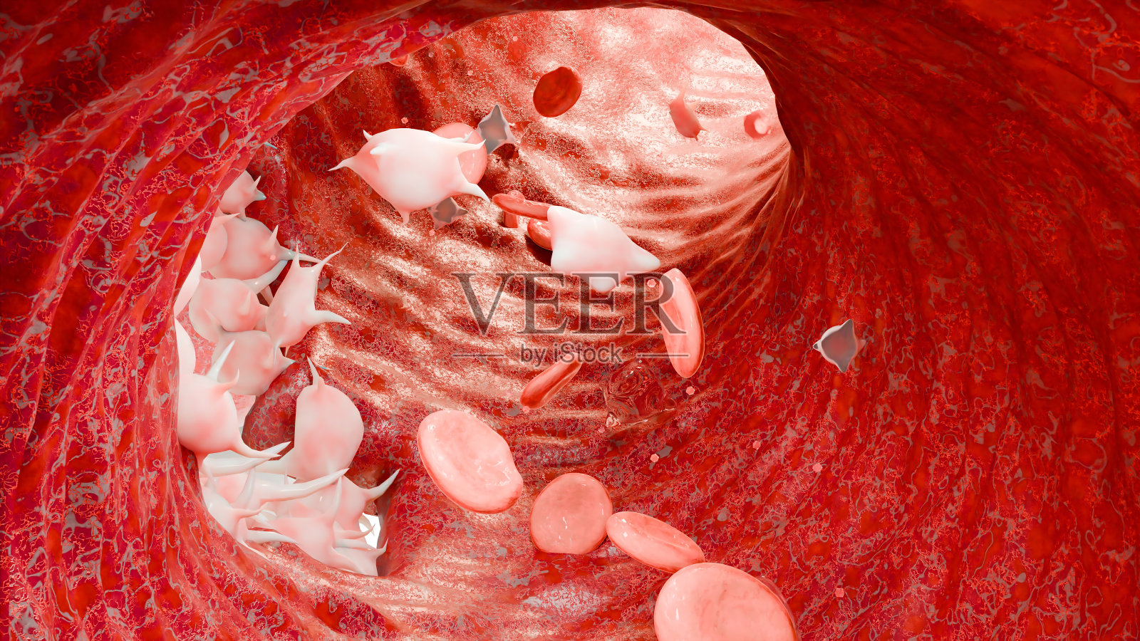 止血。血管中的红细胞和血小板,血管收缩,伤口愈合过程。血块栓塞,血友病。纤维蛋白溶解,损伤出血凝血,3d渲染照片摄影图片