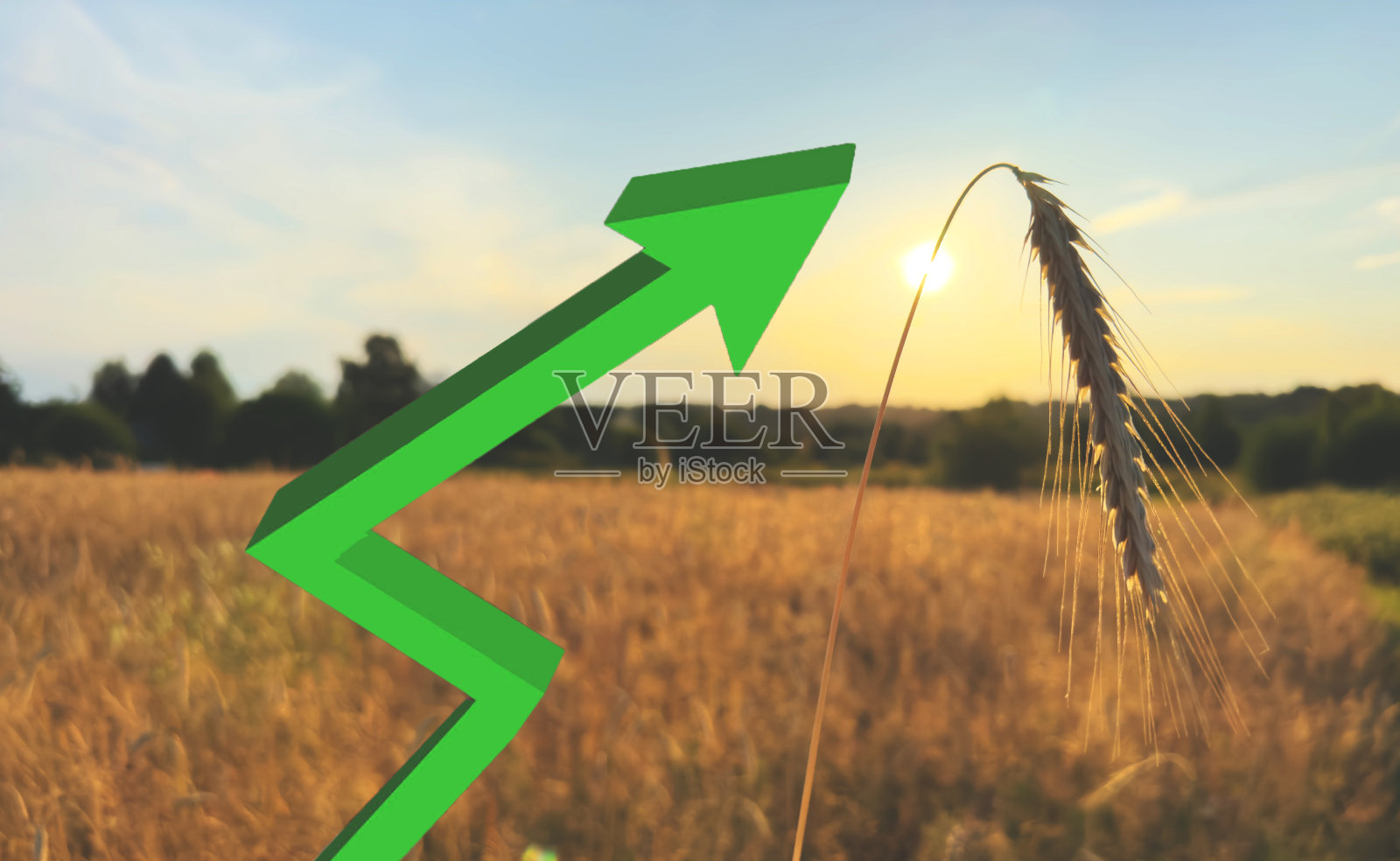 玉米图表和小麦价格。麦田。黑麦农场。照片摄影图片