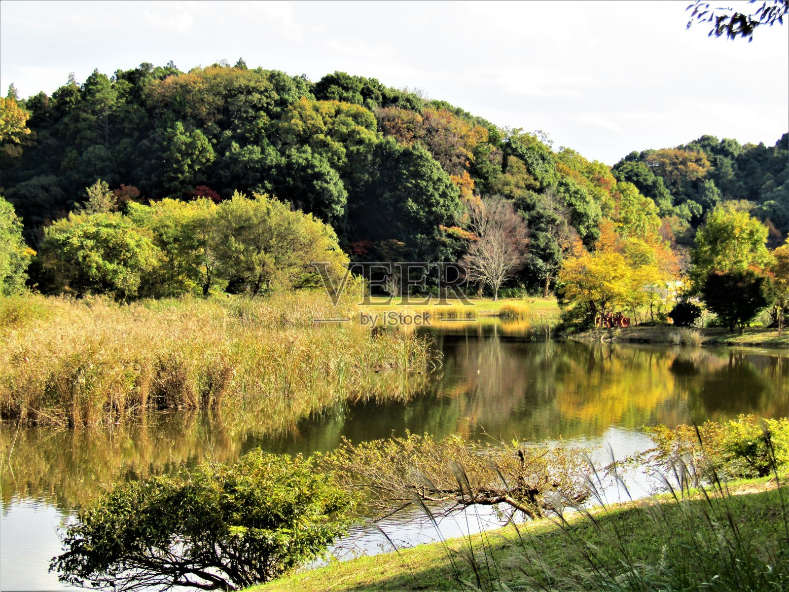 11月。在湖边。的印象。照片摄影图片