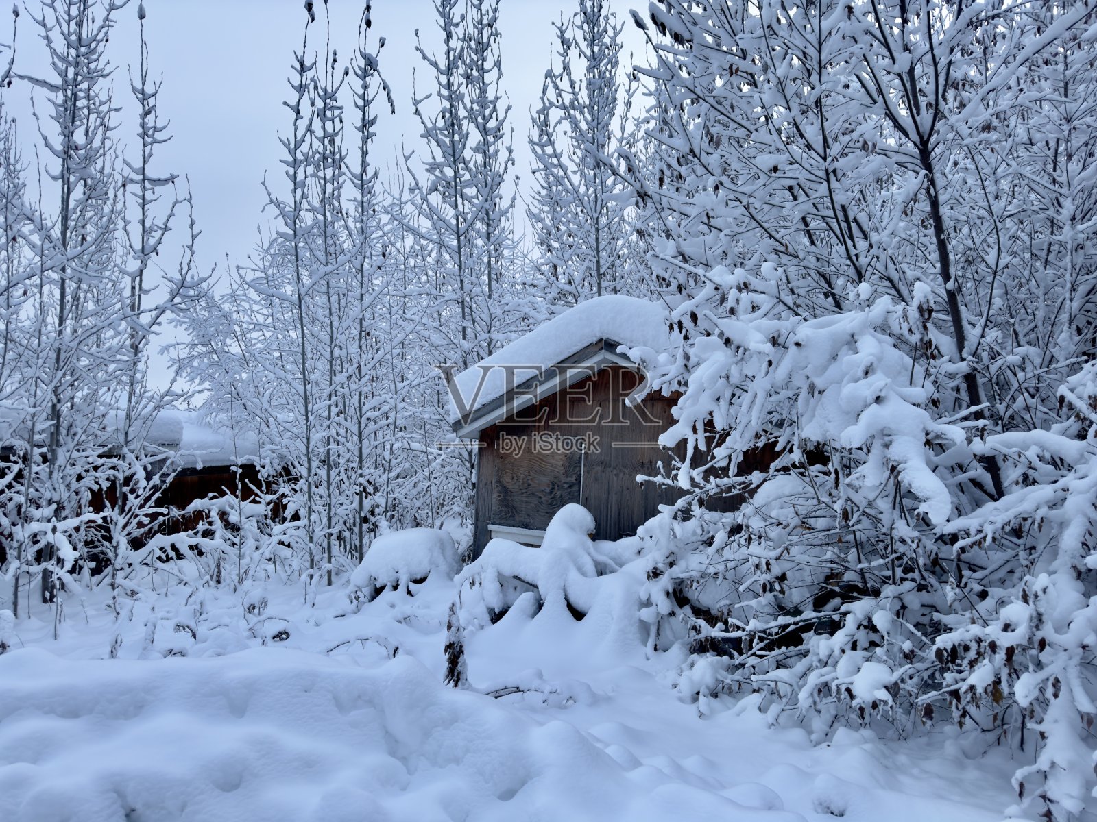 树林里白雪覆盖的小屋照片摄影图片