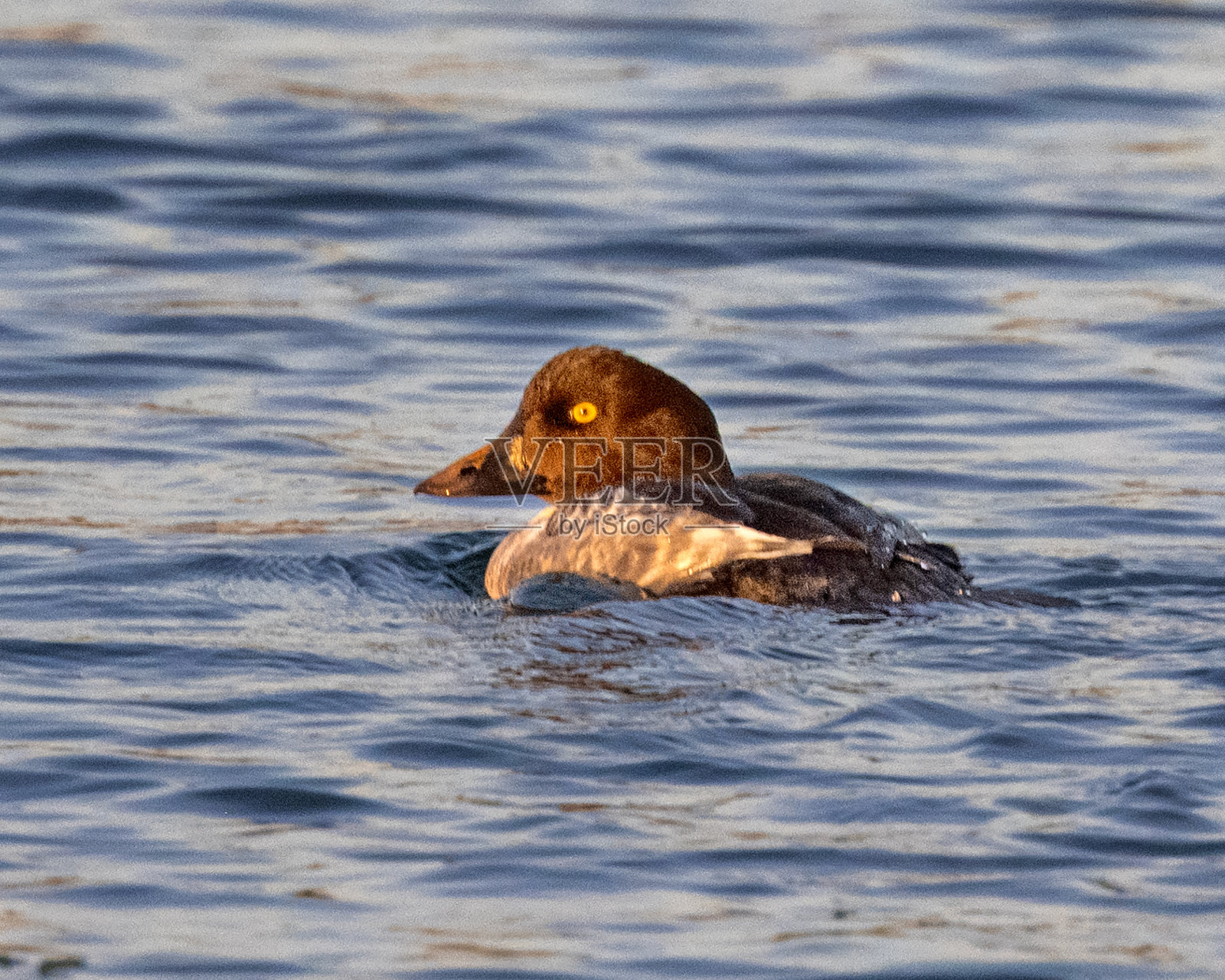 《黄金眼》在内的邦德系列照片摄影图片