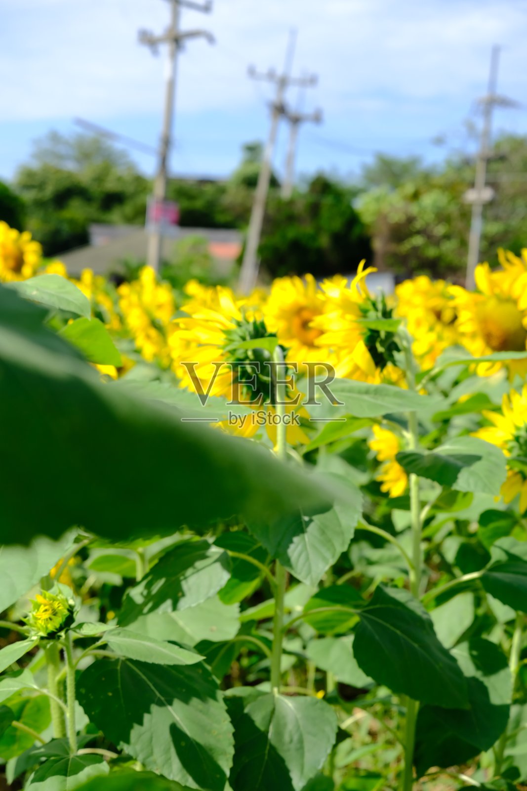 植物群作为背景的选择性聚焦照片摄影图片