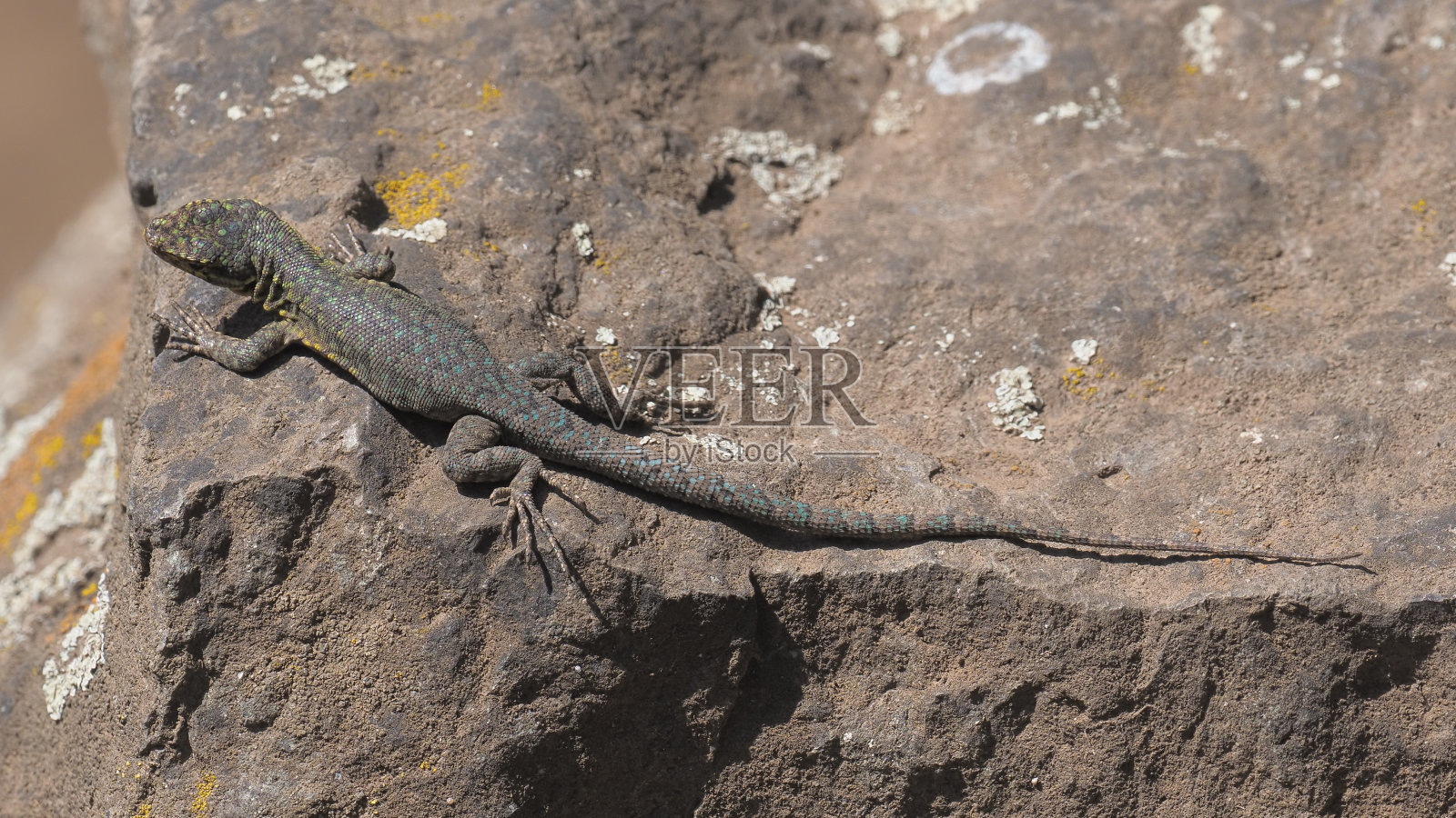 一只未成熟的细长树蜥蜴站在智利农村的一棵大树干上照片摄影图片