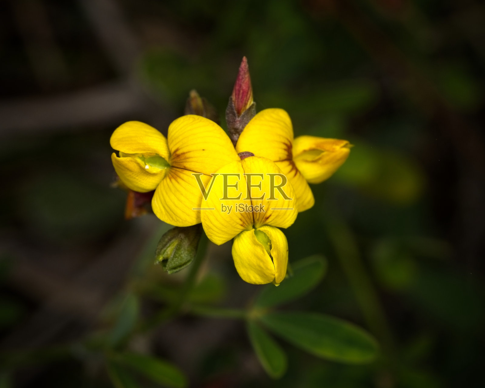 响铃豆照片摄影图片