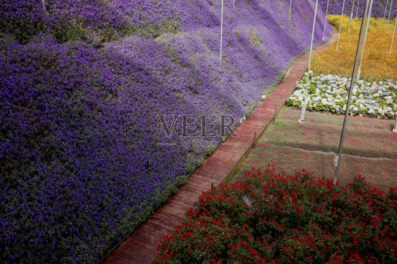 温室农场里一排排盛开的植物照片摄影图片