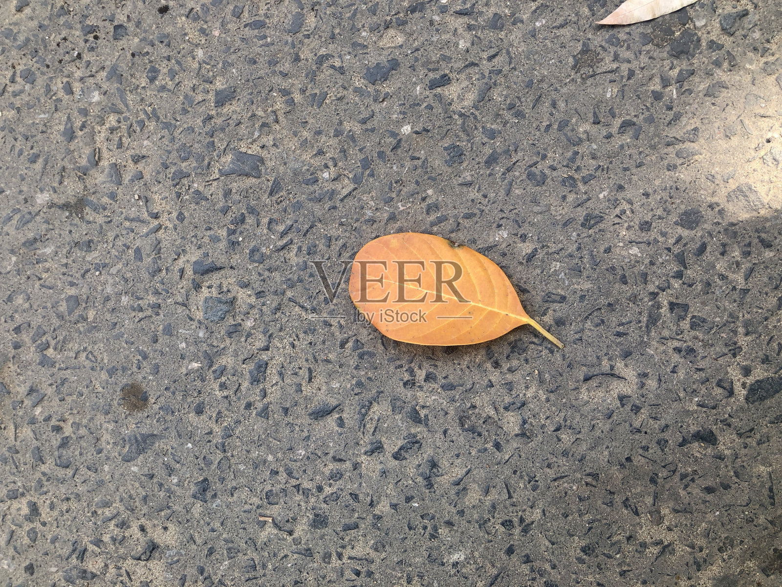 一片掉落的橙色叶子照片摄影图片