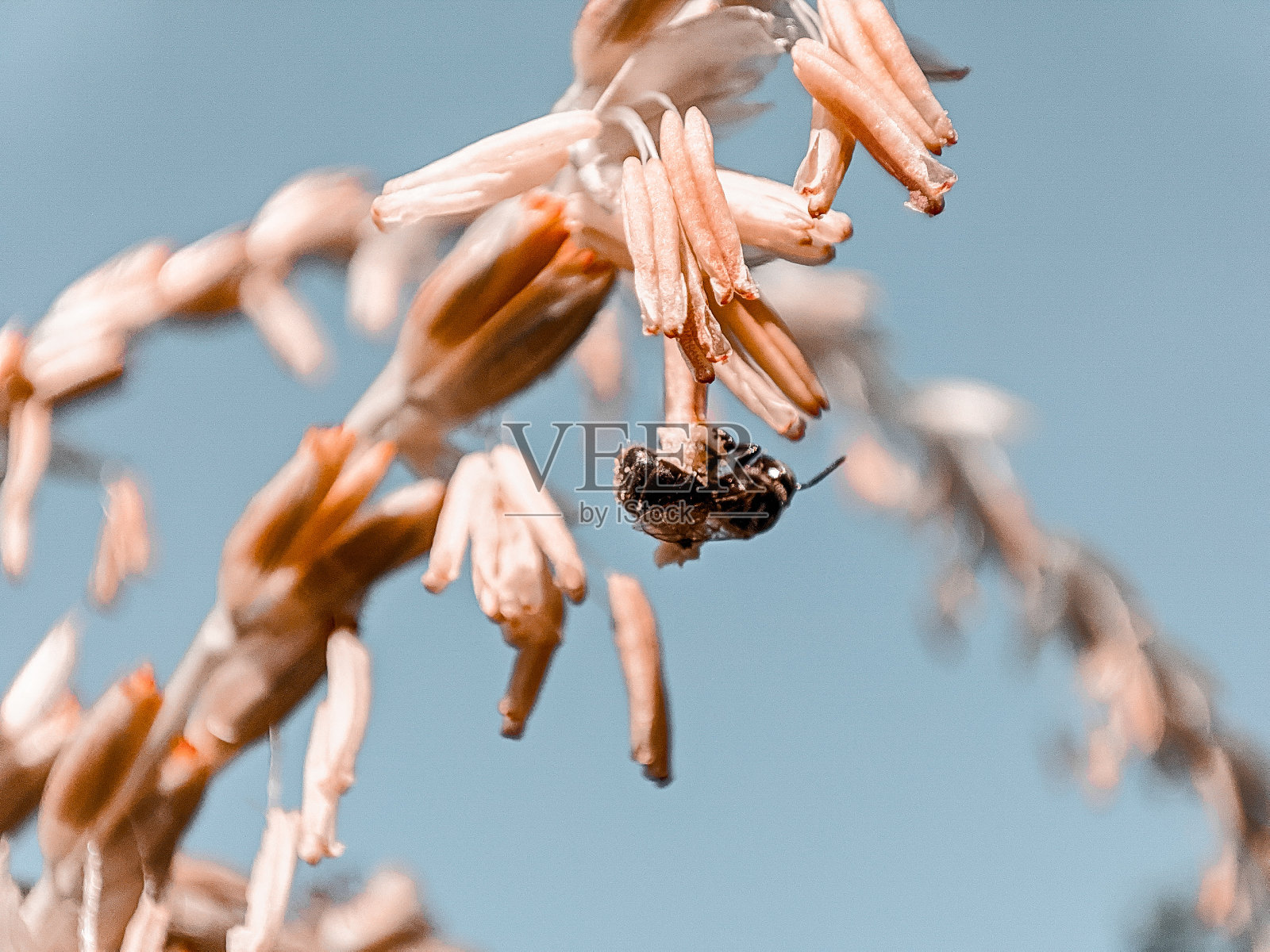在植物花朵中寻找花蜜的蜜蜂照片摄影图片