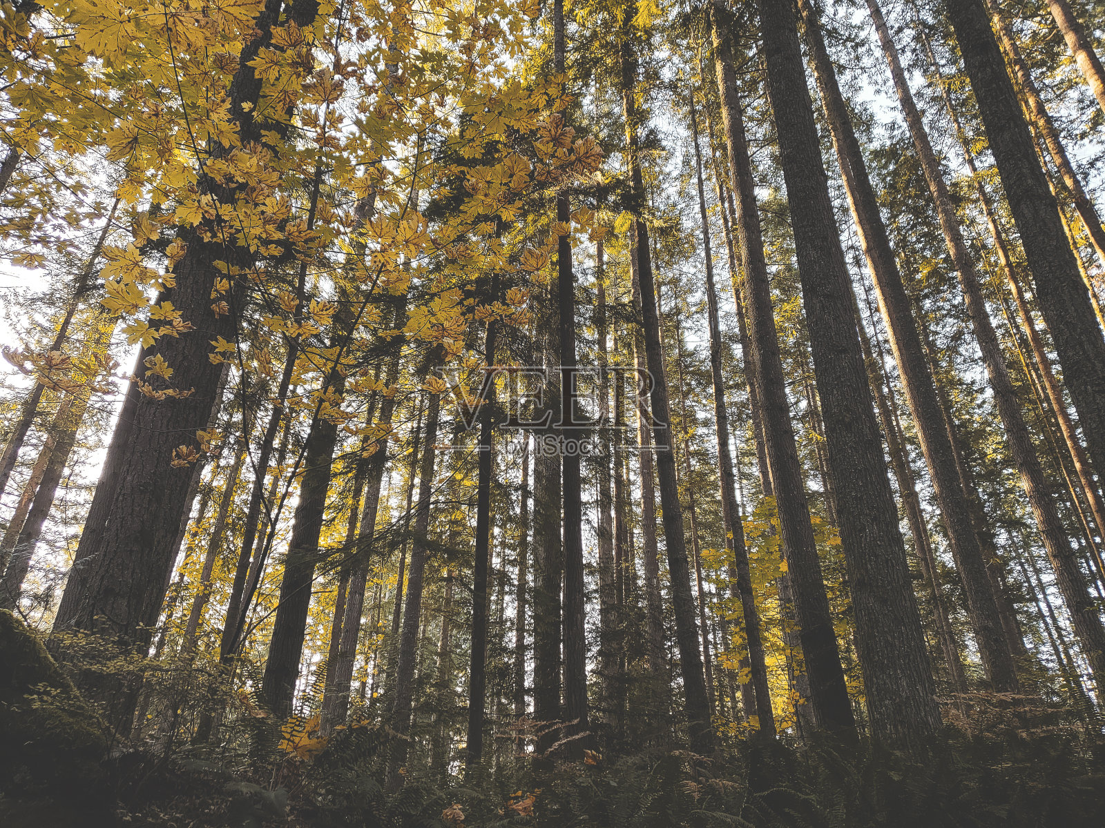 高大的松树照片摄影图片