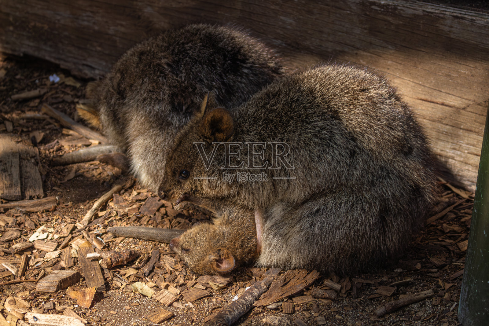 你这个短尾矮袋鼠照片摄影图片