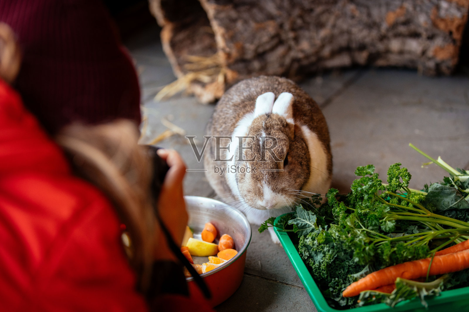 宠物兔照片摄影图片