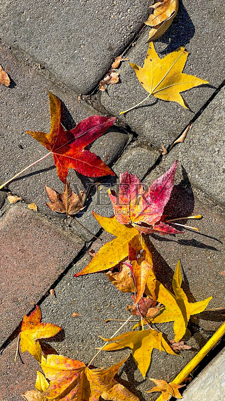 落叶落在铺路石上照片摄影图片