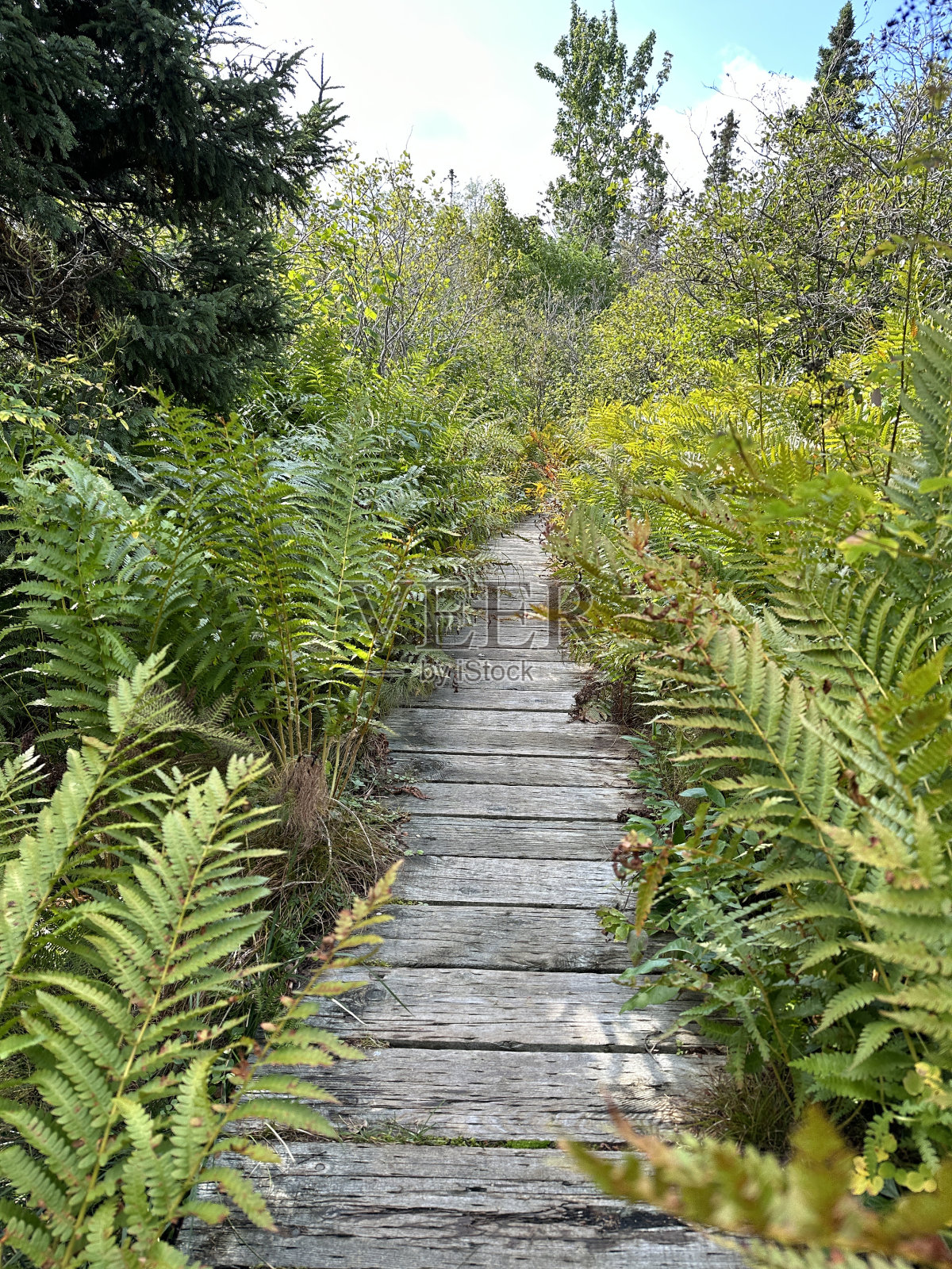 蕨类植物照片摄影图片