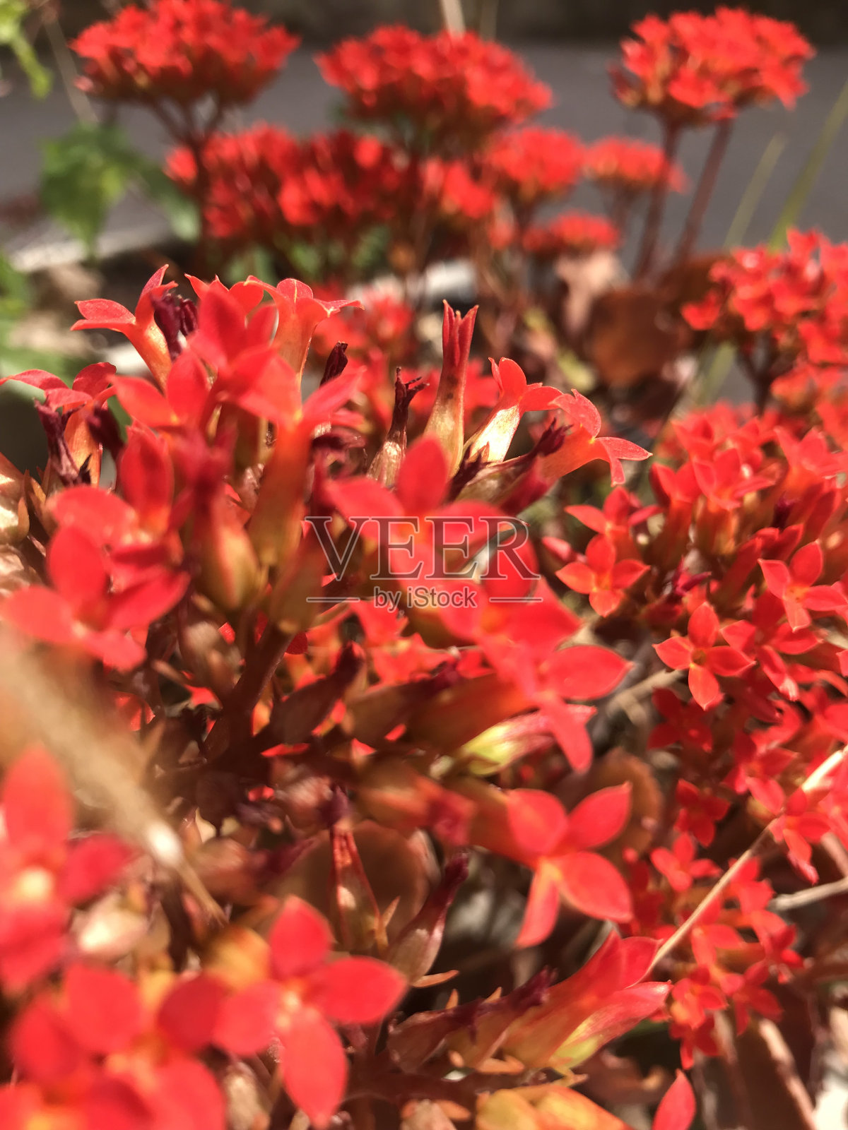 小红花的特写照片摄影图片