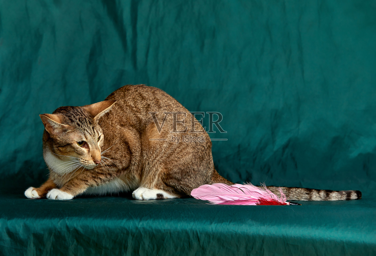 东方短毛小猫。用迷人的绿眼睛看着镜头。孤立在绿色背景上。照片摄影图片