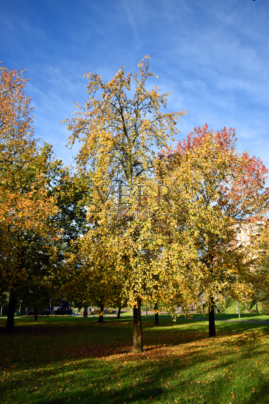 蓝天公园里的美国甜树胶照片摄影图片