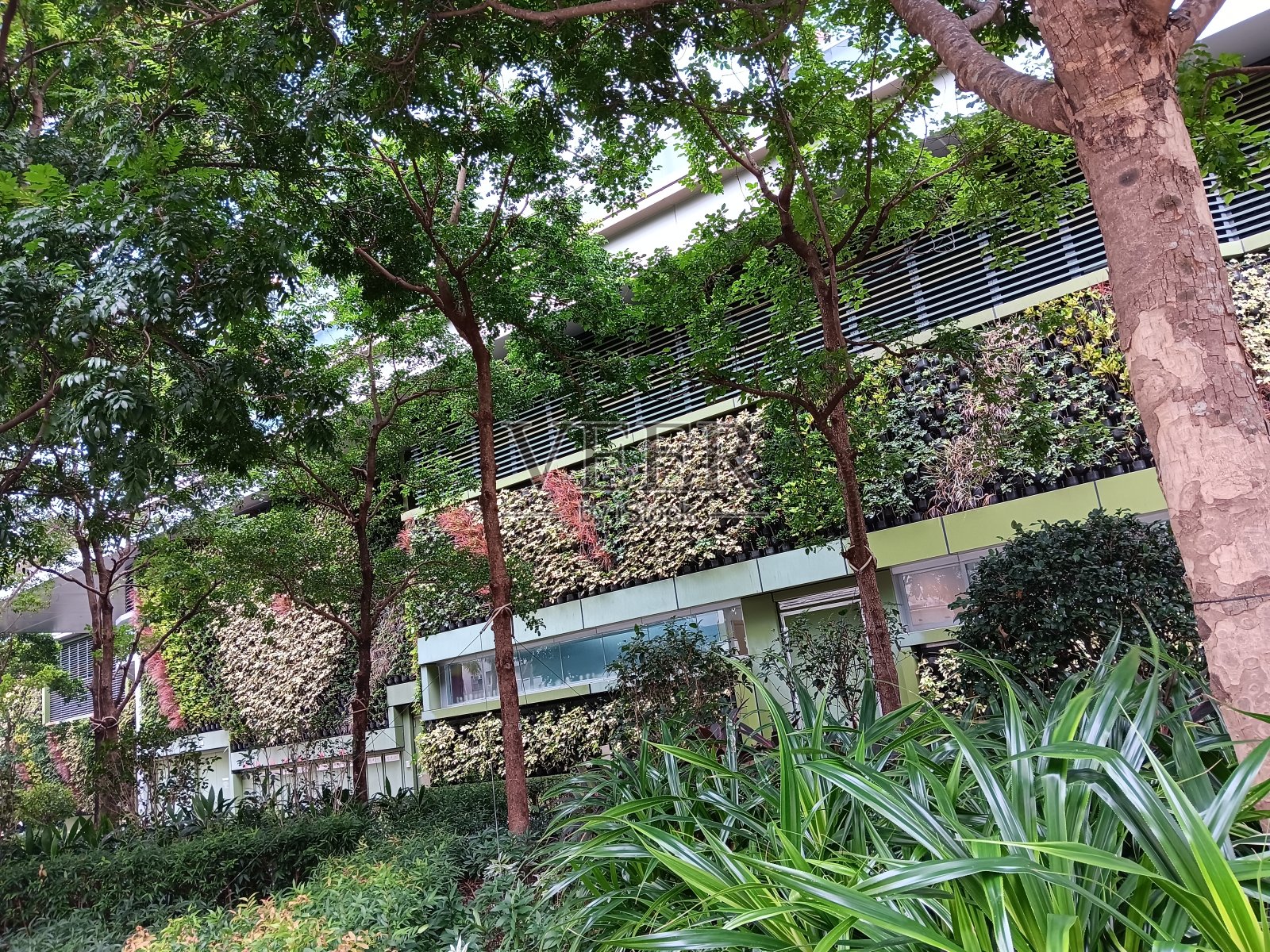 无处不在的绿色植物照片摄影图片