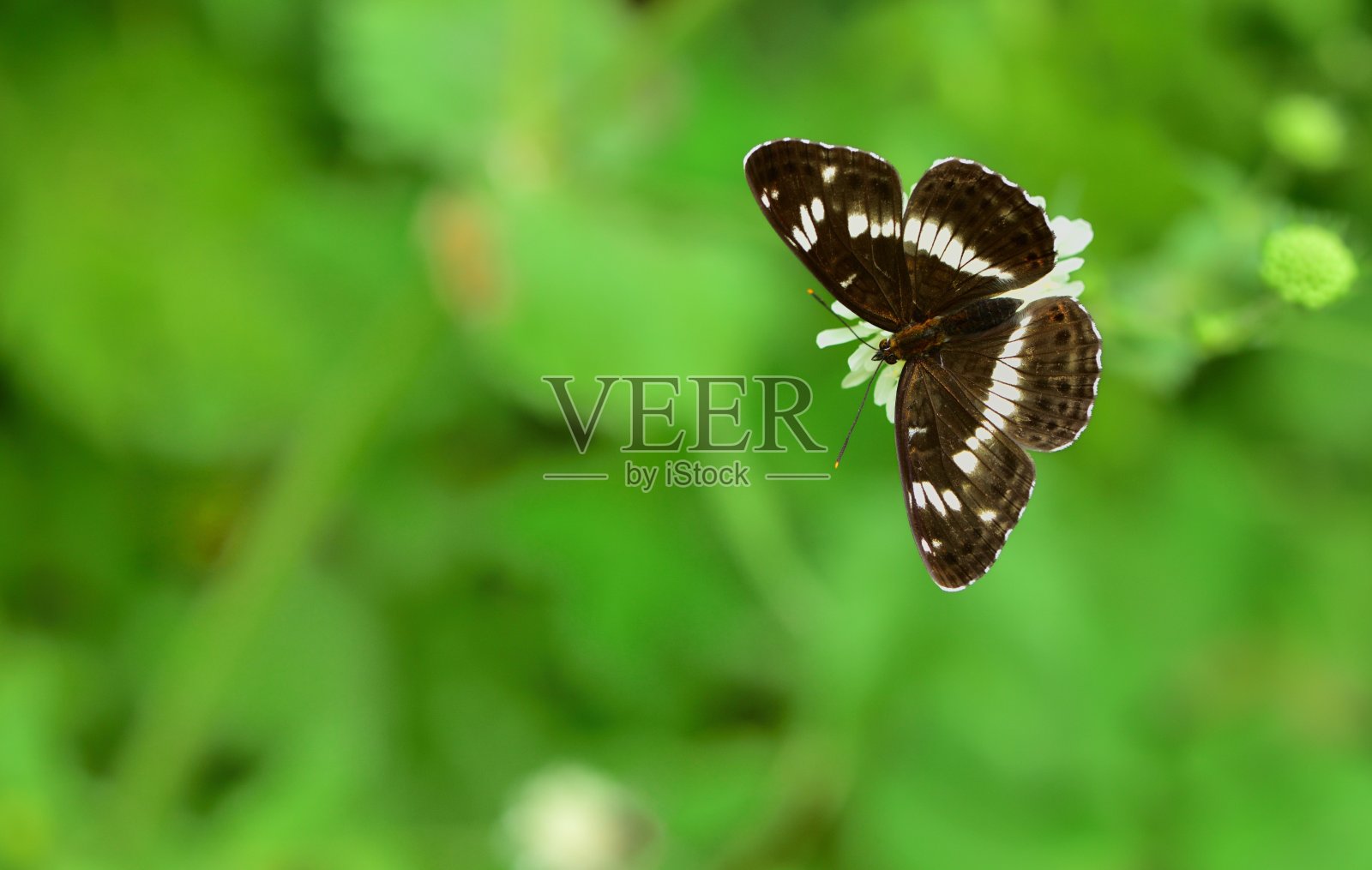 蝴蝶照片摄影图片