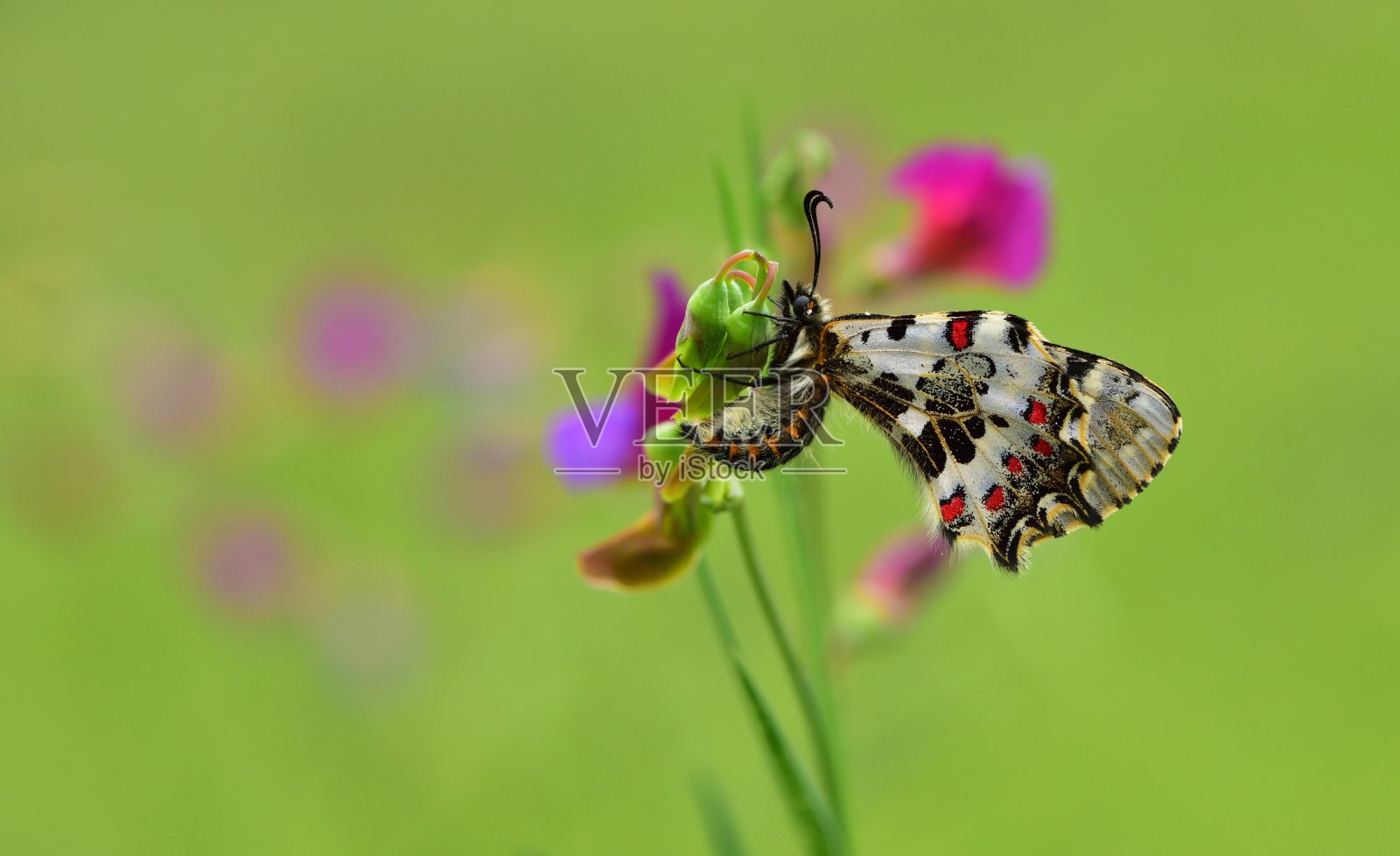 蝴蝶照片摄影图片