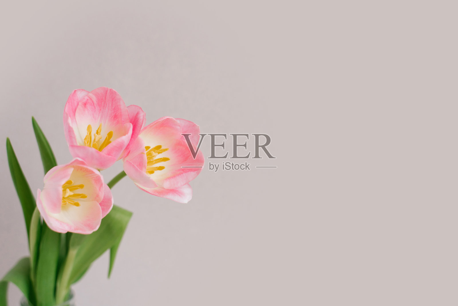 粉红色的春天郁金香在米色灰色背景与复制空间的特写。生日贺卡,3月8日,母亲节和情人节照片摄影图片