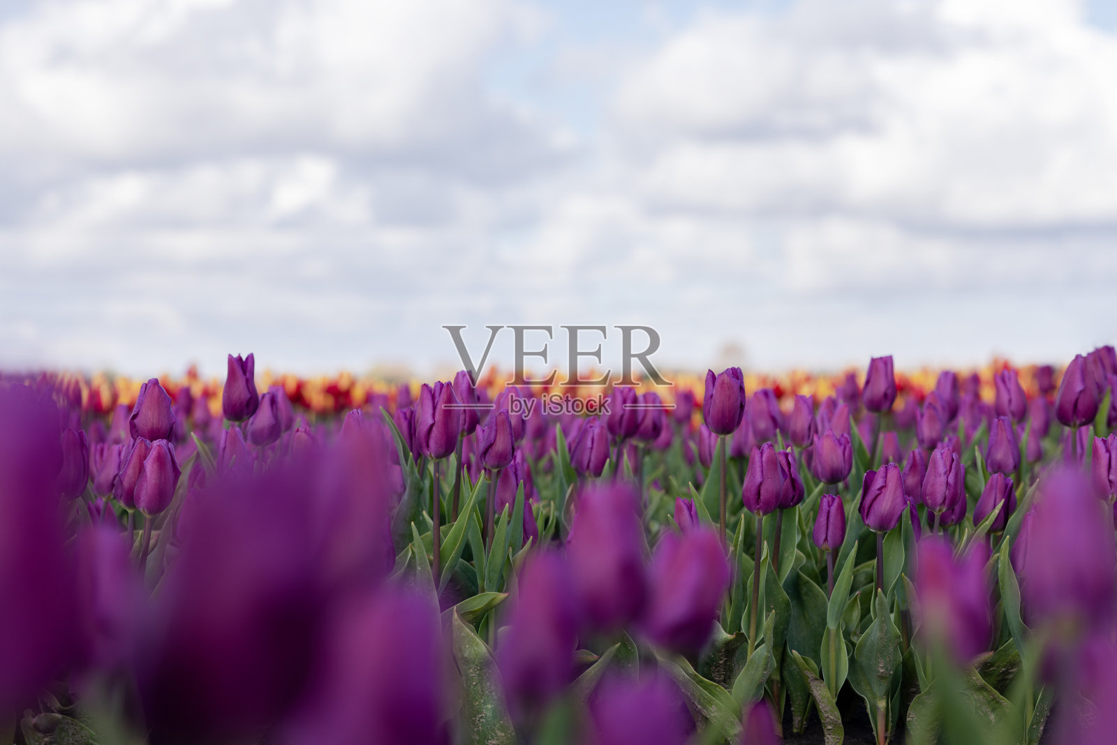 紫色闭合的郁金香衬着多云的天空,复制空间照片摄影图片