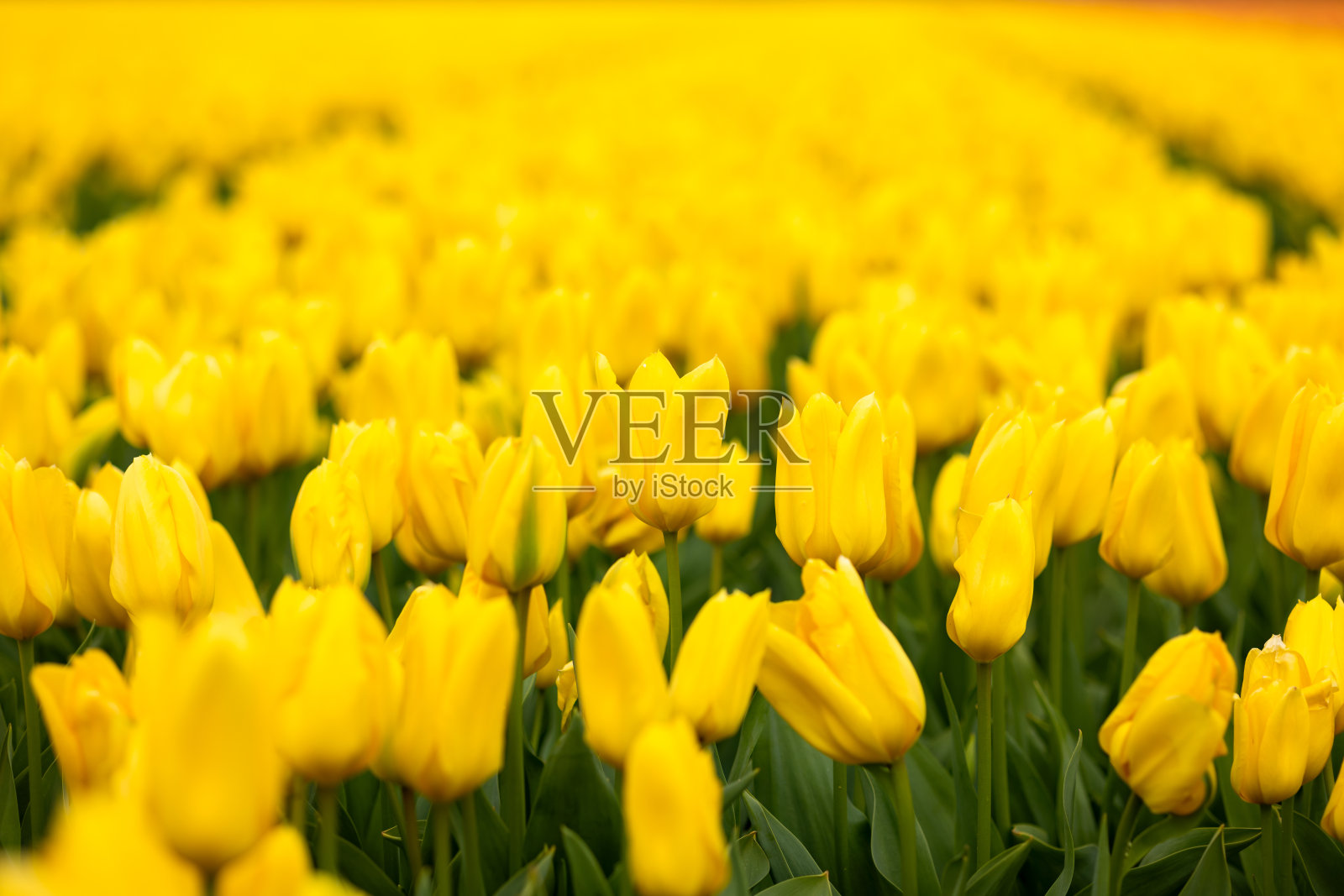 黄灿灿的阳光,开满了田野上的郁金香花照片摄影图片