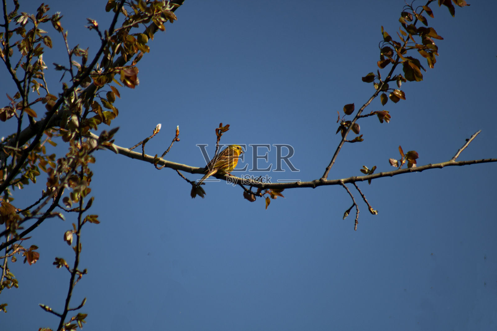 黄色子房在枝上。照片摄影图片
