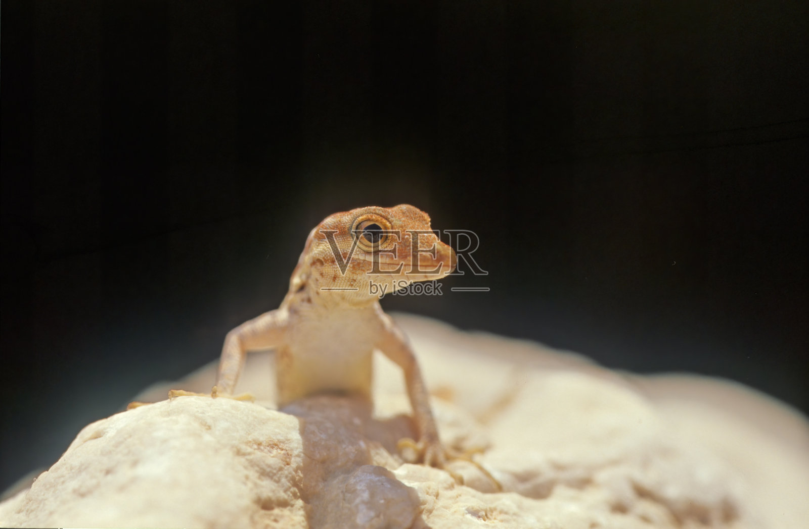 Pristurus samhaensis照片摄影图片