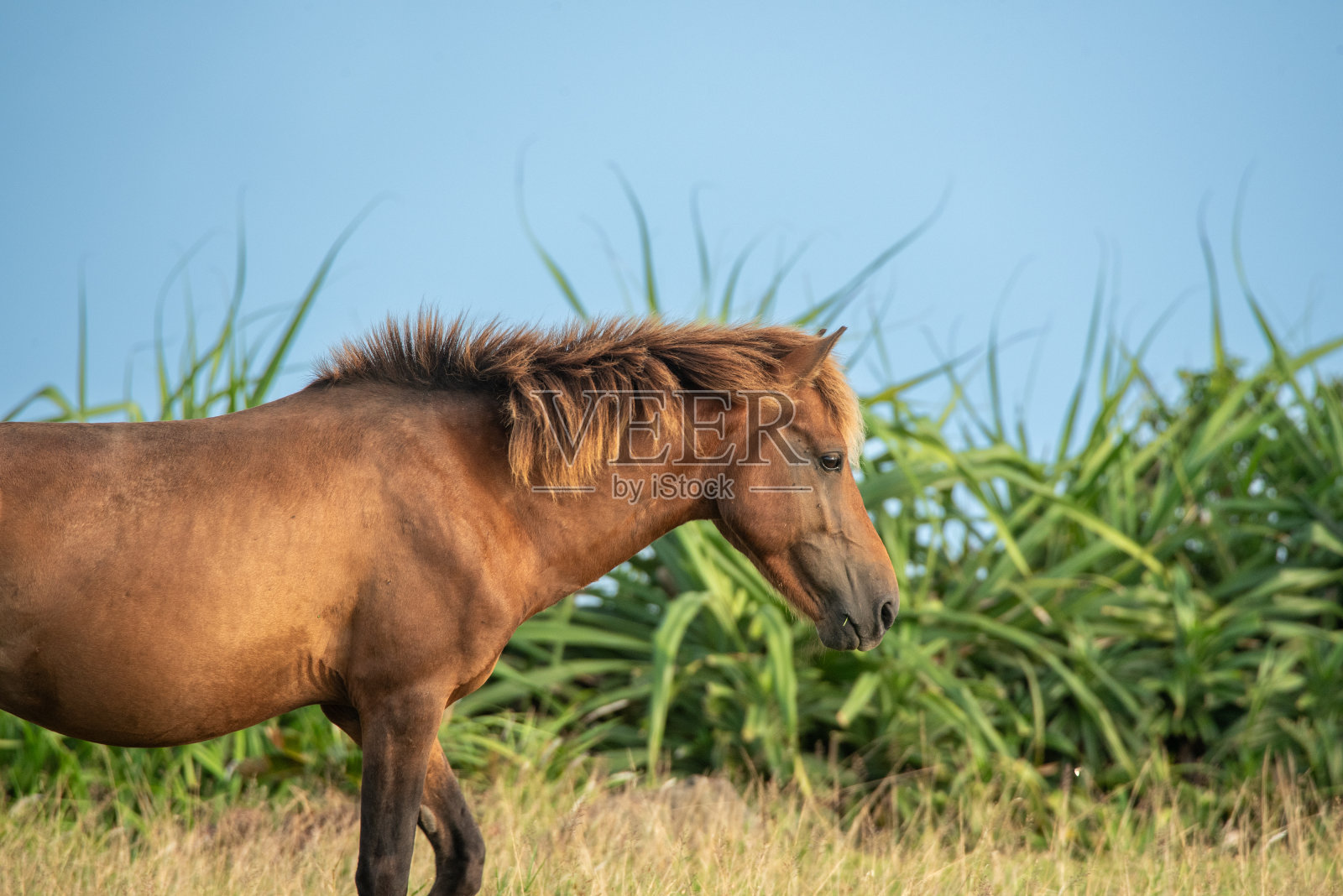 与那国岛上的日本野马照片摄影图片