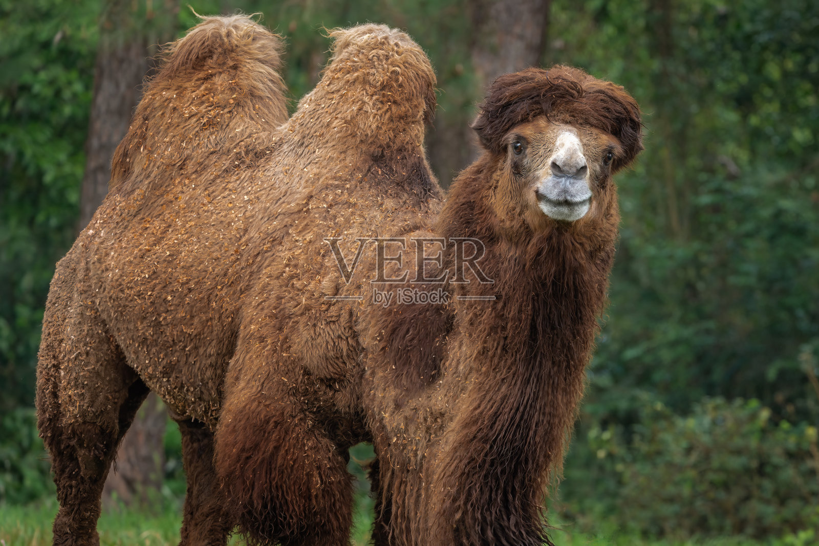 双峰驼肖像(Camelus bactrianus)照片摄影图片