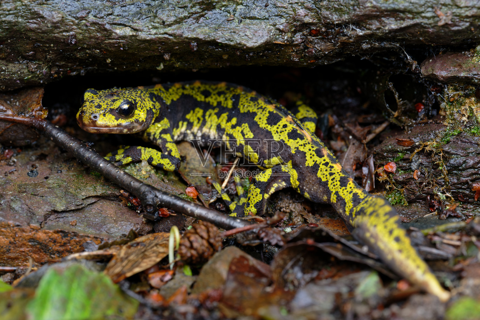 大理石蝾螈照片摄影图片
