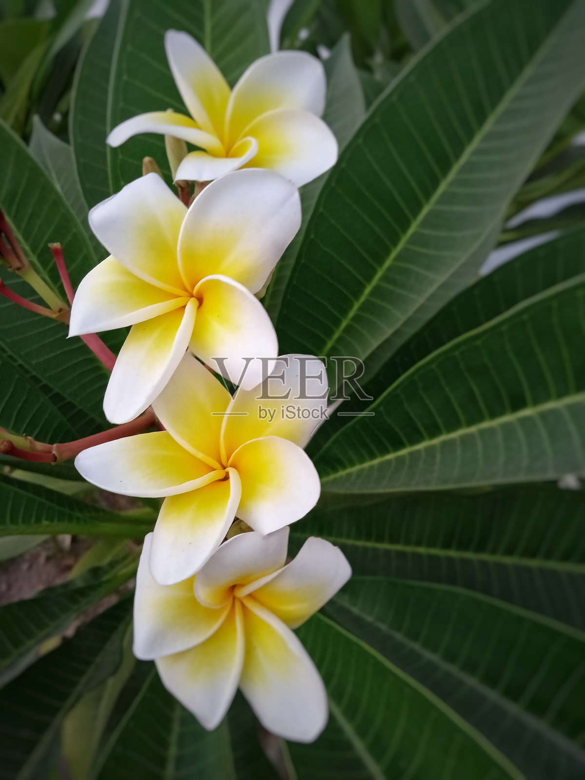 城市公园里美丽的花朵照片摄影图片