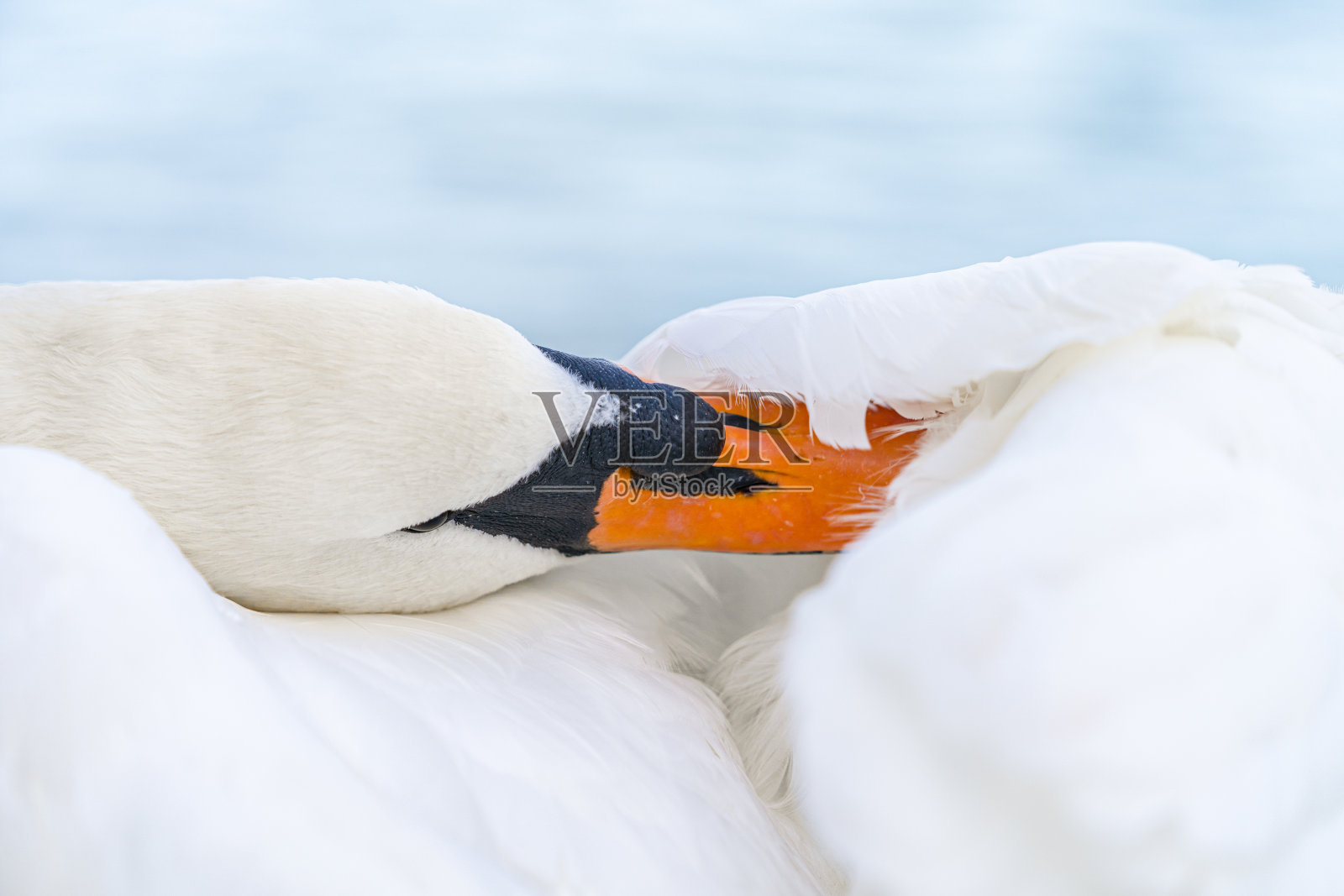 白天鹅照片摄影图片