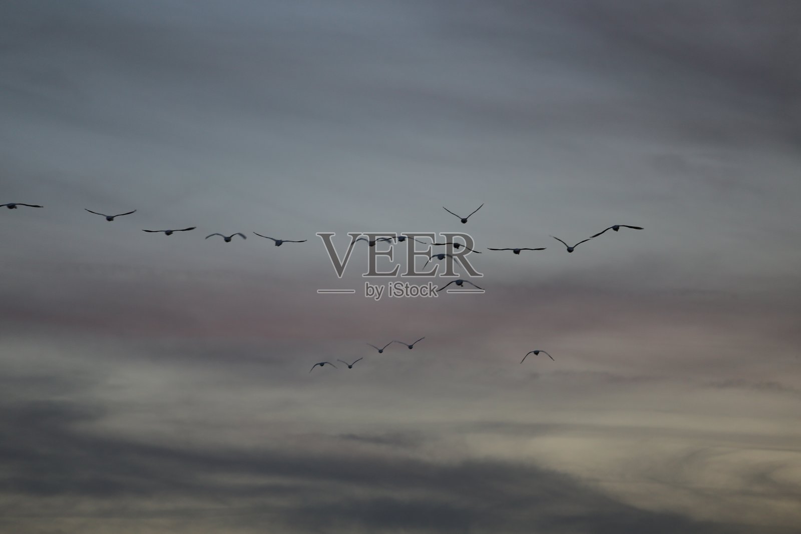 飞翔的天鹅照片摄影图片