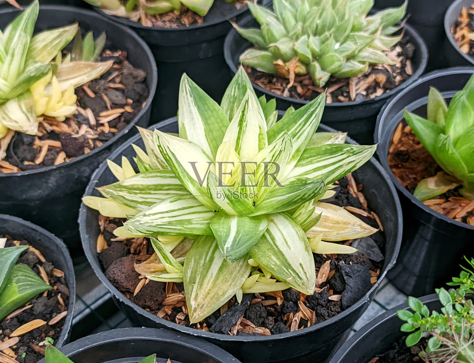 杂色多肉植物照片摄影图片